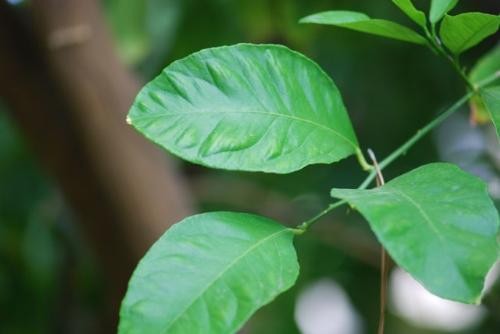 Bai thuoc tu la chanh tri giun, hen phe quan hieu qua-Hinh-10